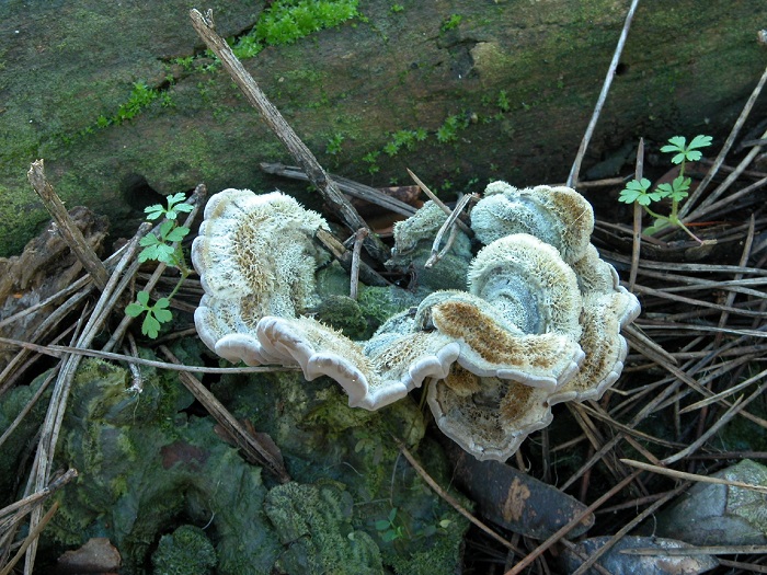 598 Febbraio vecchio ritrovamento